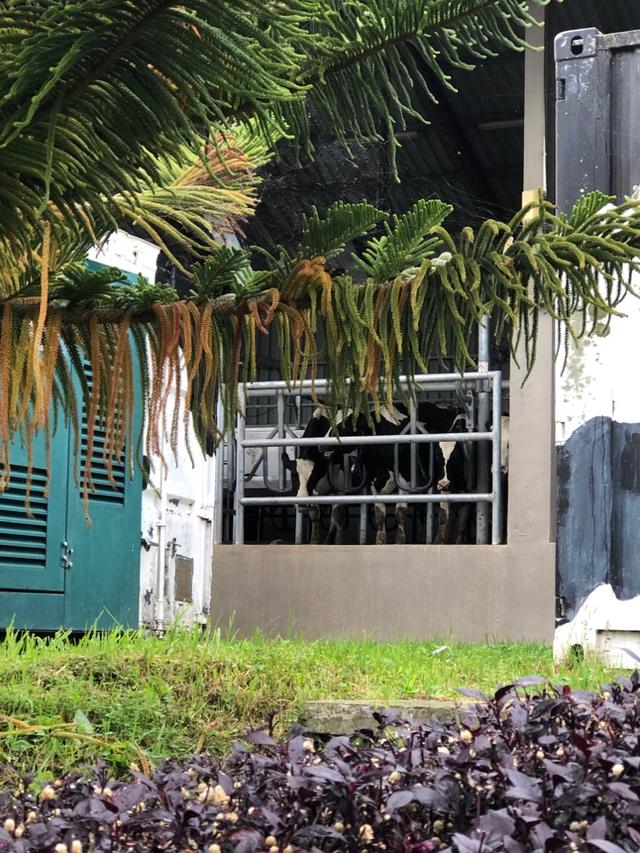 Photo of Ladang Tenusu Desa Cattle - Kundasang, Sabah, Malaysia