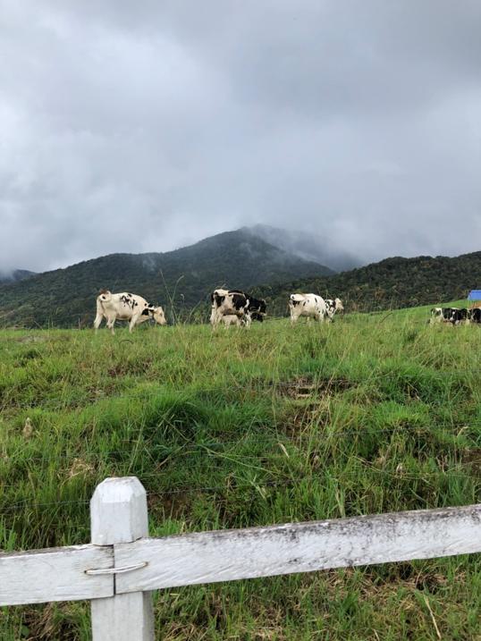 Photo of Ladang Tenusu Desa Cattle - Kundasang, Sabah, Malaysia