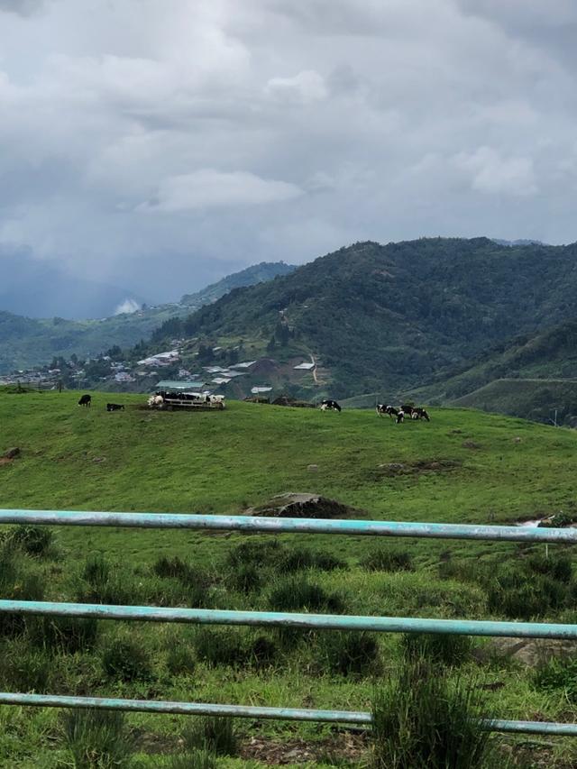 Photo of Ladang Tenusu Desa Cattle - Kundasang, Sabah, Malaysia