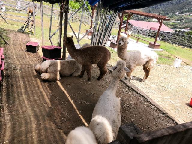 Photo of Alpaca Club - Kundasang, Sabah, Malaysia