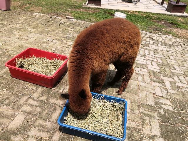 Photo of Alpaca Club - Kundasang, Sabah, Malaysia