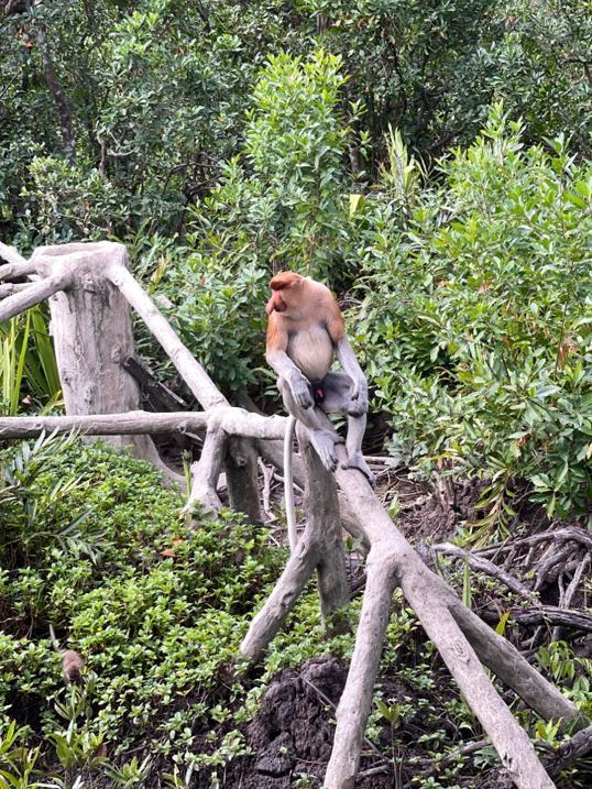 Photo of Labuk Bay (platform B) - Sandakan, Sabah, Malaysia
