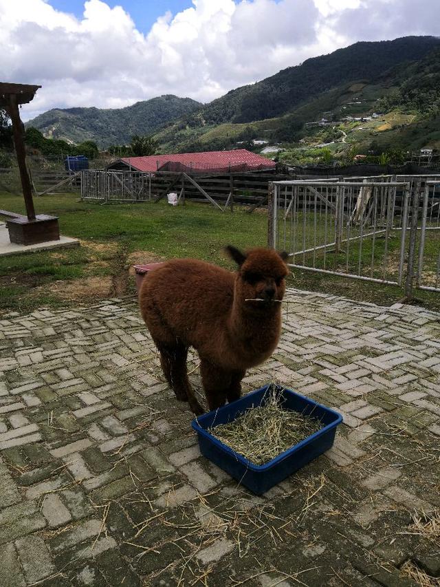 Photo of Alpaca Club - Kundasang, Sabah, Malaysia