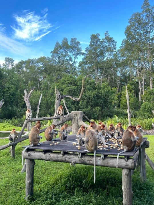 Photo of Labuk Bay (platform B) - Sandakan, Sabah, Malaysia