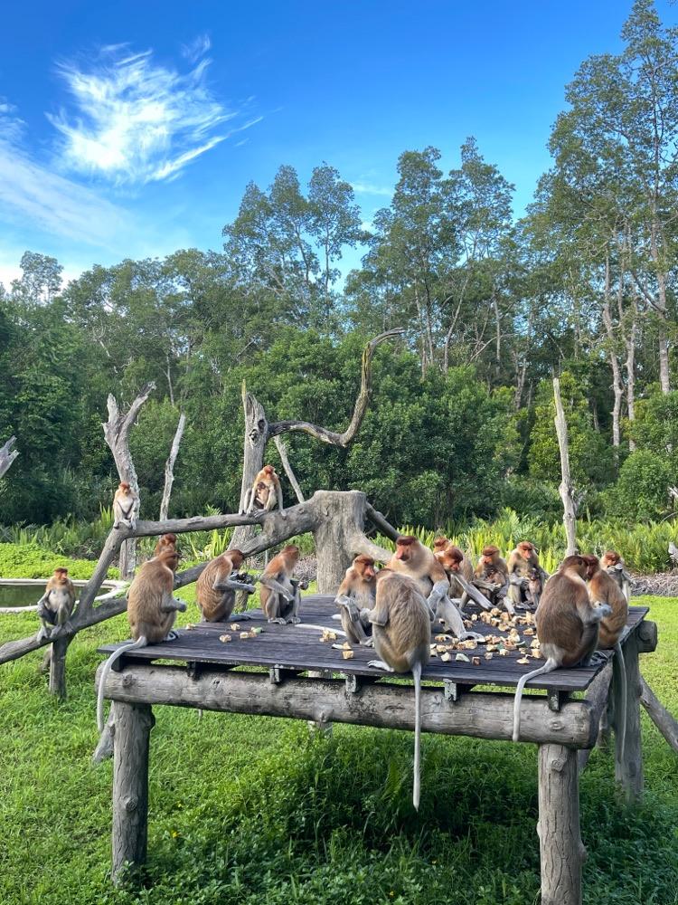 Photo of Labuk Bay (platform B) - Sandakan, Sabah, Malaysia