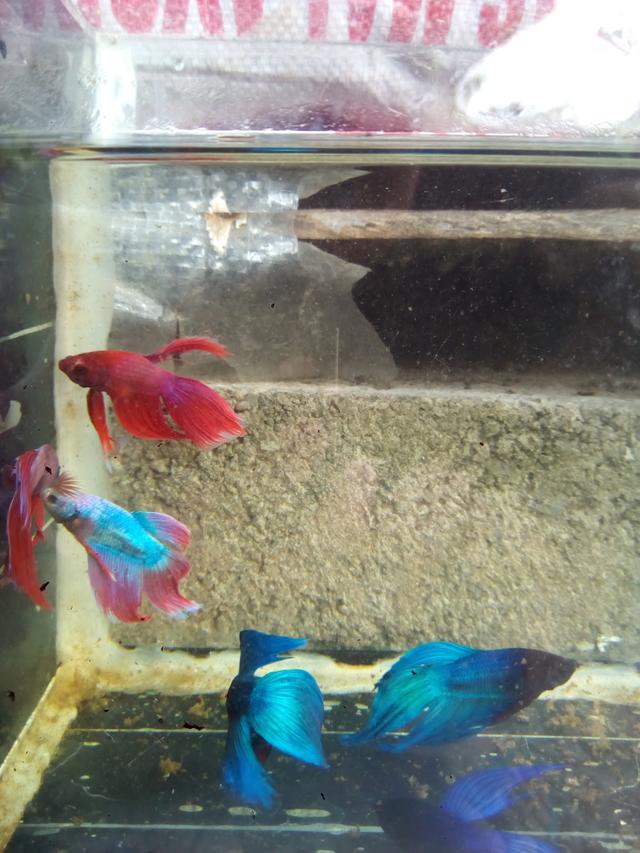 Photo of Patrick Betta Shop - Kota Marudu, Sabah, Malaysia