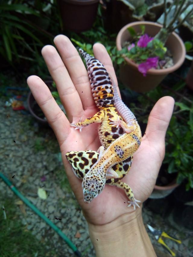 Photo of Patrick Betta Shop - Kota Marudu, Sabah, Malaysia