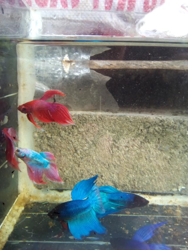 Photo of Patrick Betta Shop - Kota Marudu, Sabah, Malaysia