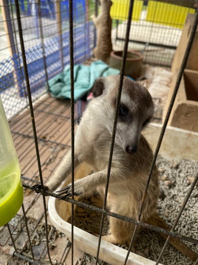 Photo of Mark Baba Pets - Kota Kinabalu, Sabah, Malaysia