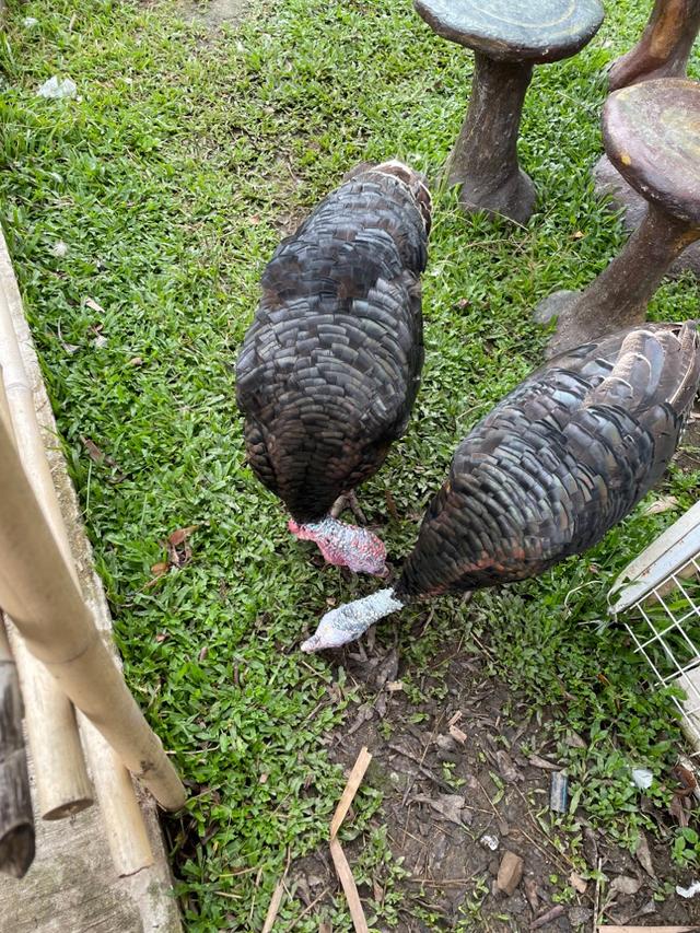 Photo of Mark Baba Pets - Kota Kinabalu, Sabah, Malaysia