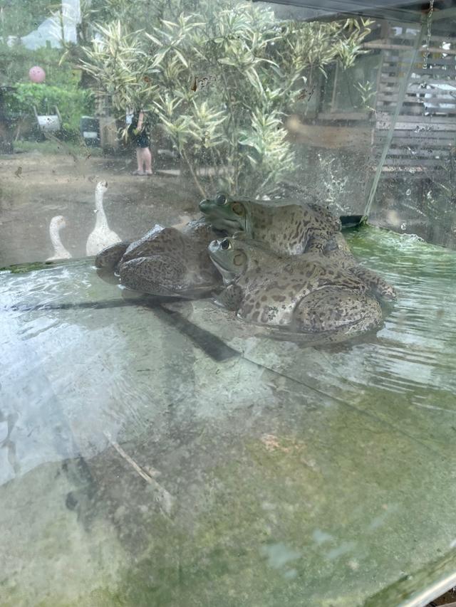 Photo of Mark Baba Pets - Kota Kinabalu, Sabah, Malaysia