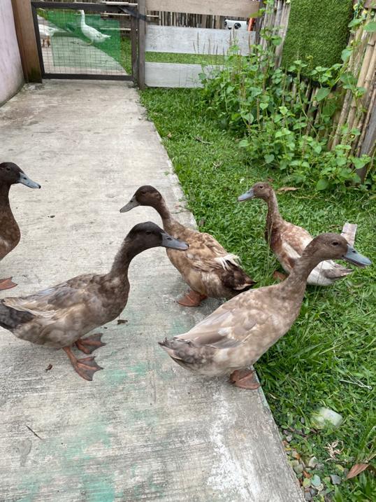 Photo of Mark Baba Pets - Kota Kinabalu, Sabah, Malaysia