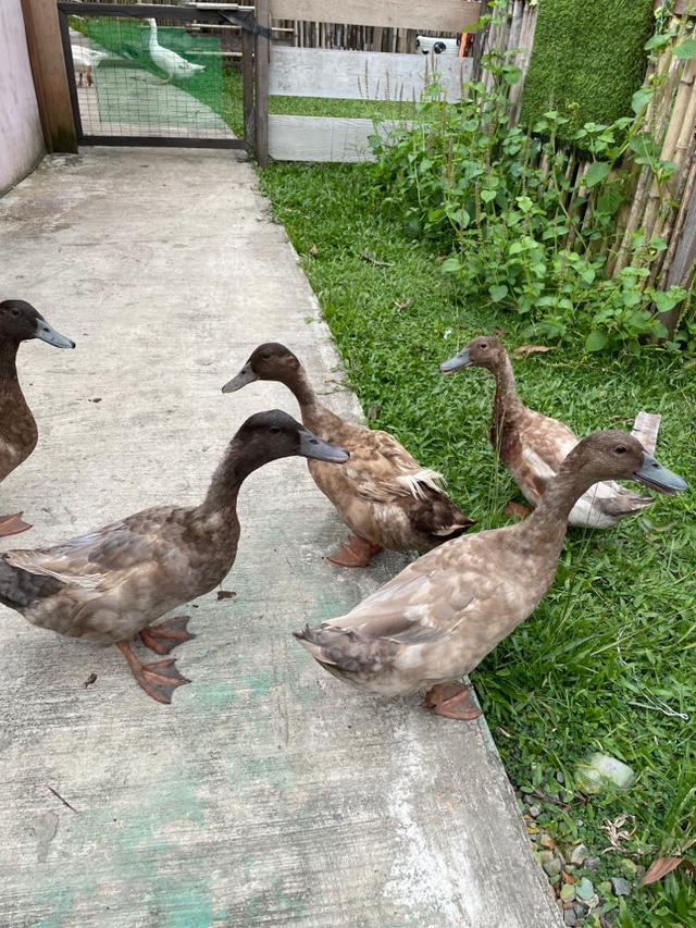 Photo of Mark Baba Pets - Kota Kinabalu, Sabah, Malaysia