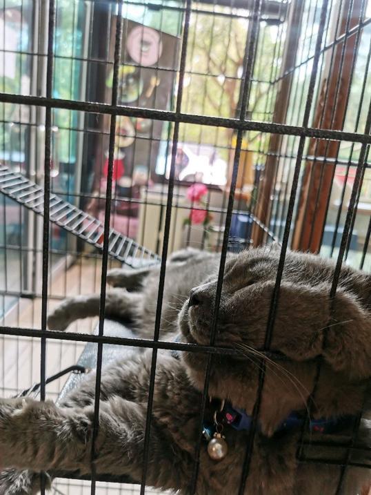 Photo of Eva Secret Garden - Kota Kinabalu, Sabah, Malaysia