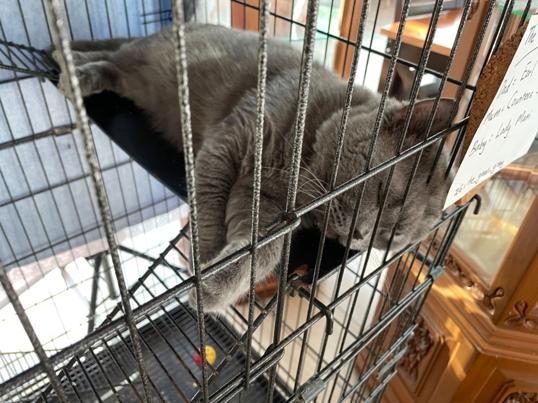 Photo of Eva Secret Garden - Kota Kinabalu, Sabah, Malaysia