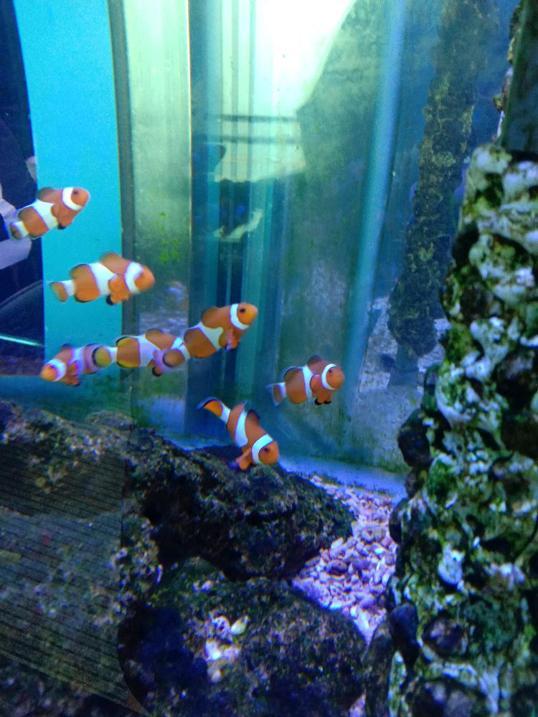 Photo of Ocean36 Restaurant - Kota Kinabalu, Sabah, Malaysia