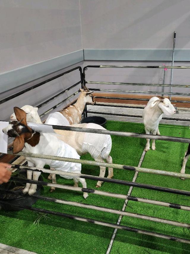 Photo of Sabah International Convention Centre - Kota Kinabalu, Sabah, Malaysia