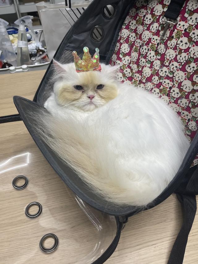 Photo of Animal Central Veterinary Sentul Perdana - Kuala Lumpur, Kuala lumpur, Malaysia