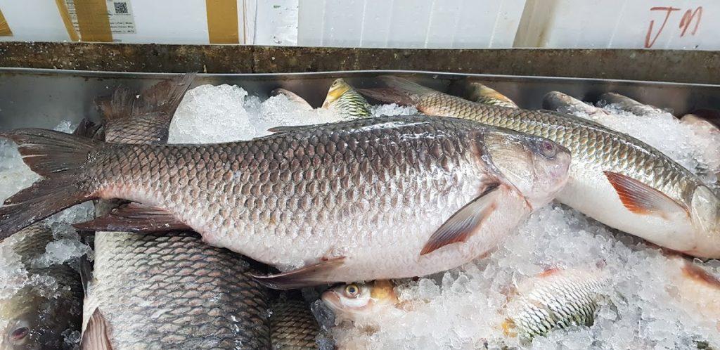 Background Blur Cover