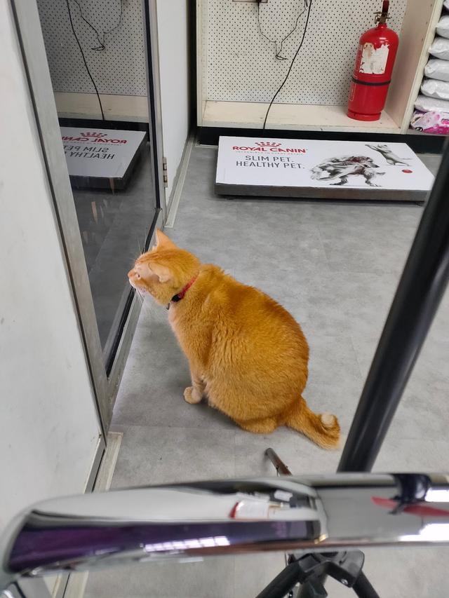 Photo of BANGSAR VETERINARY CLINIC AND SURGERY - Kuala Lumpur, Kuala lumpur, Malaysia