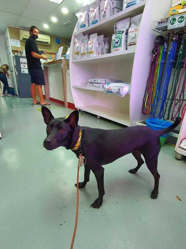 Photo of BANGSAR VETERINARY CLINIC AND SURGERY - Kuala Lumpur, Kuala lumpur, Malaysia