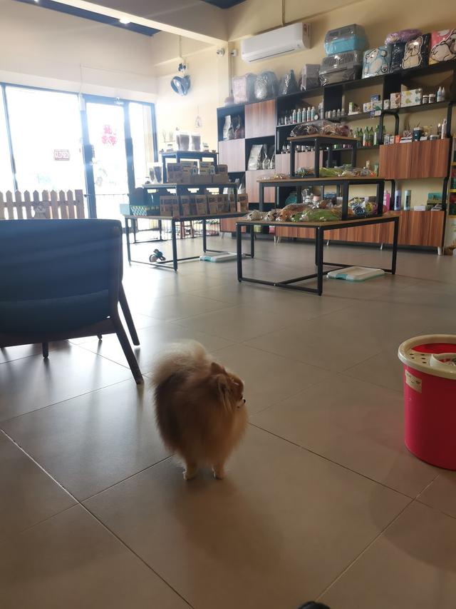 Photo of Bear Furry House - Petaling Jaya, Selangor, Malaysia