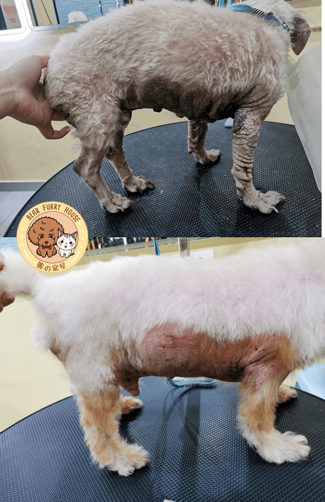 Photo of Bear Furry House - Petaling Jaya, Selangor, Malaysia