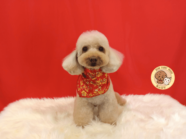 Photo of Bear Furry House - Petaling Jaya, Selangor, Malaysia