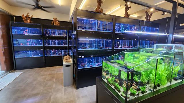 Photo of Brickfish Aquarium & Pets - Kuala Lumpur, Kuala lumpur, Malaysia