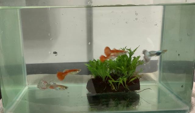 Photo of Brickfish Aquarium & Pets - Kuala Lumpur, Kuala lumpur, Malaysia