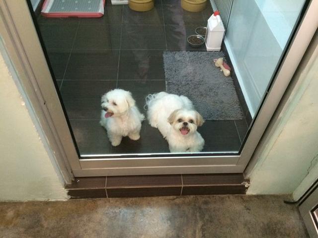 Photo of C & D Happy Pets - Petaling Jaya, Selangor, Malaysia