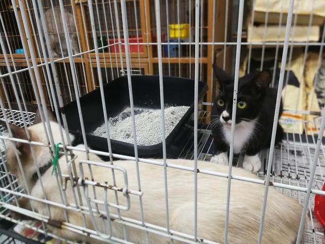 Photo of Cat Whisper - Petaling Jaya, Selangor, Malaysia