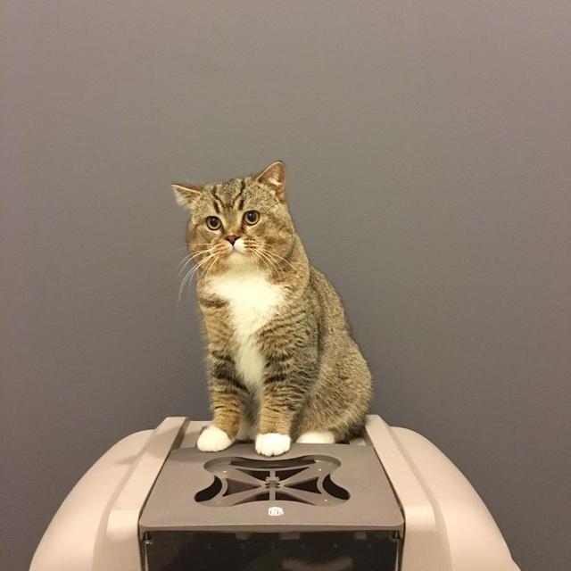 Photo of Catsville Pet Shop - Subang Jaya, Selangor, Malaysia