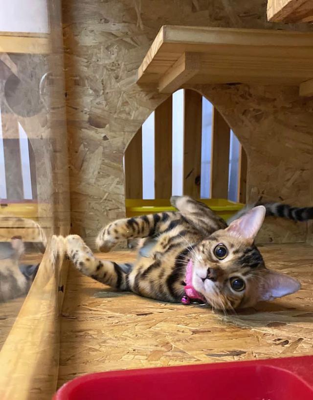 Photo of Catsville Pet Shop - Subang Jaya, Selangor, Malaysia