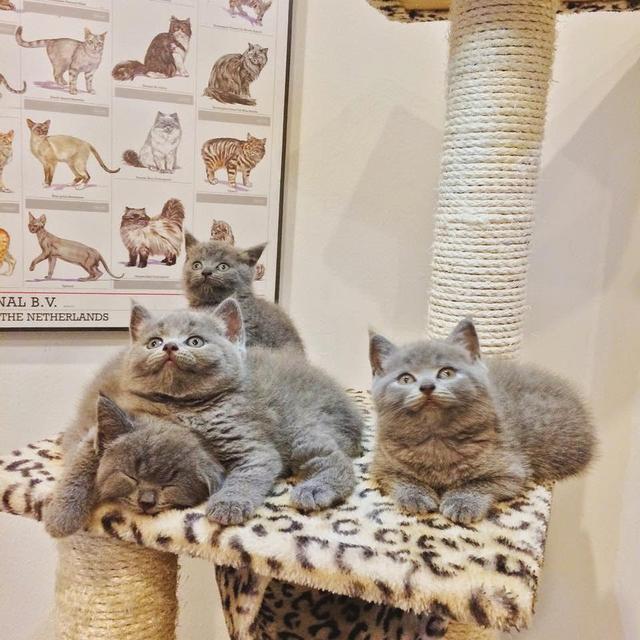 Photo of Catsville Pet Shop - Subang Jaya, Selangor, Malaysia