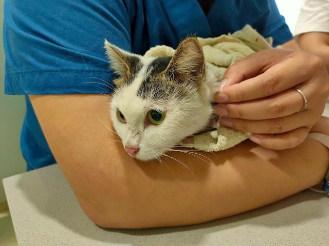 Photo of C&D veterinary clinic 兽医诊所 동물병원 - Kuala Lumpur, Kuala lumpur, Malaysia