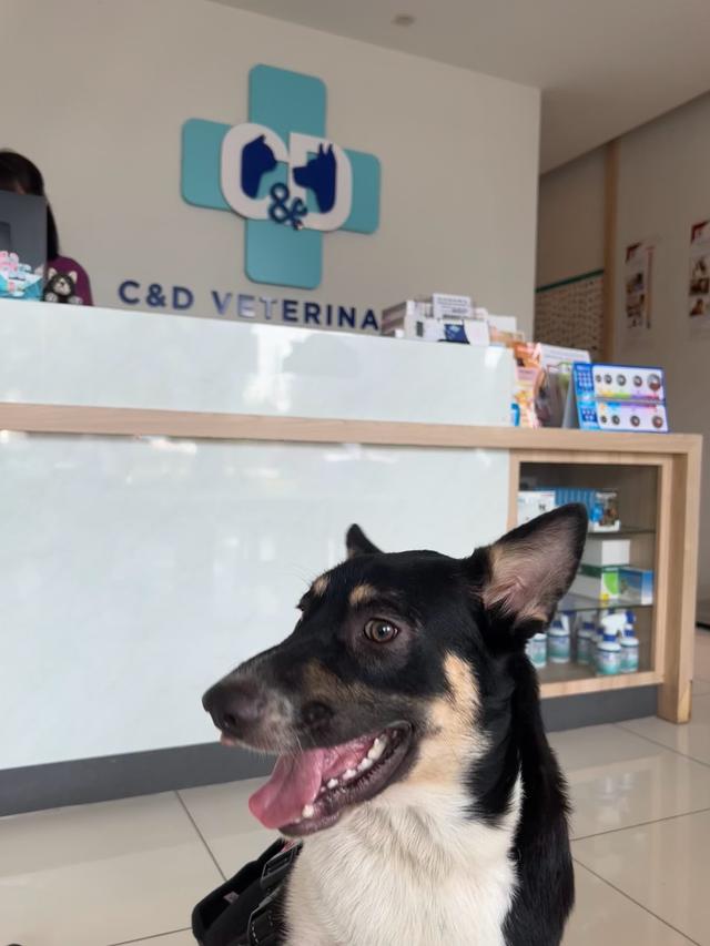 Photo of C&D veterinary clinic 兽医诊所 동물병원 - Kuala Lumpur, Kuala lumpur, Malaysia