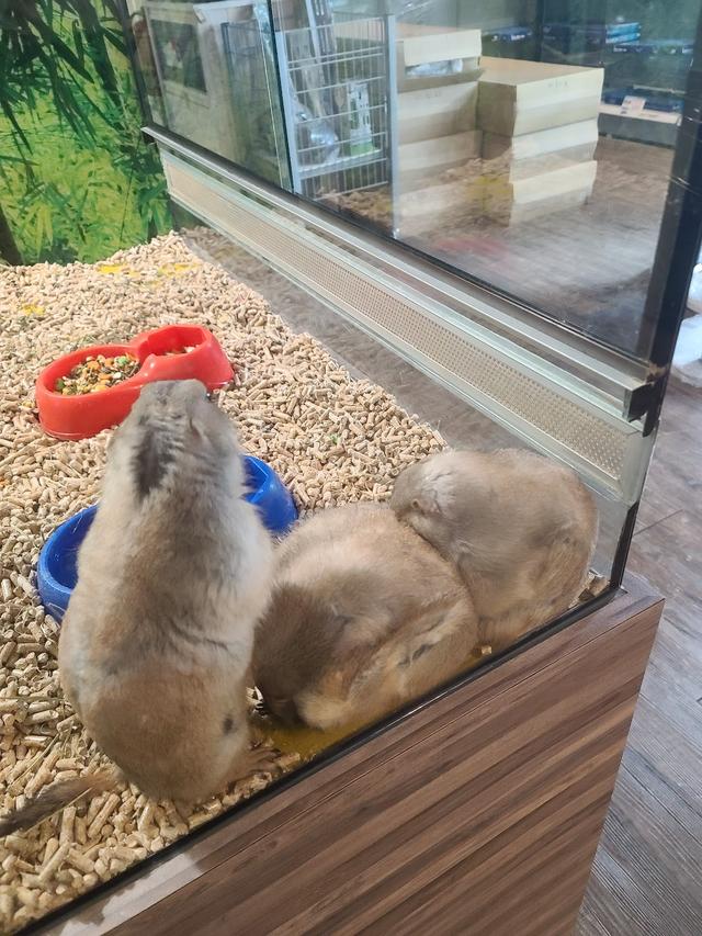 Photo of Chew Thean Yeang Aquarium Sdn Bhd - Bayan Lepas, Penang, Malaysia