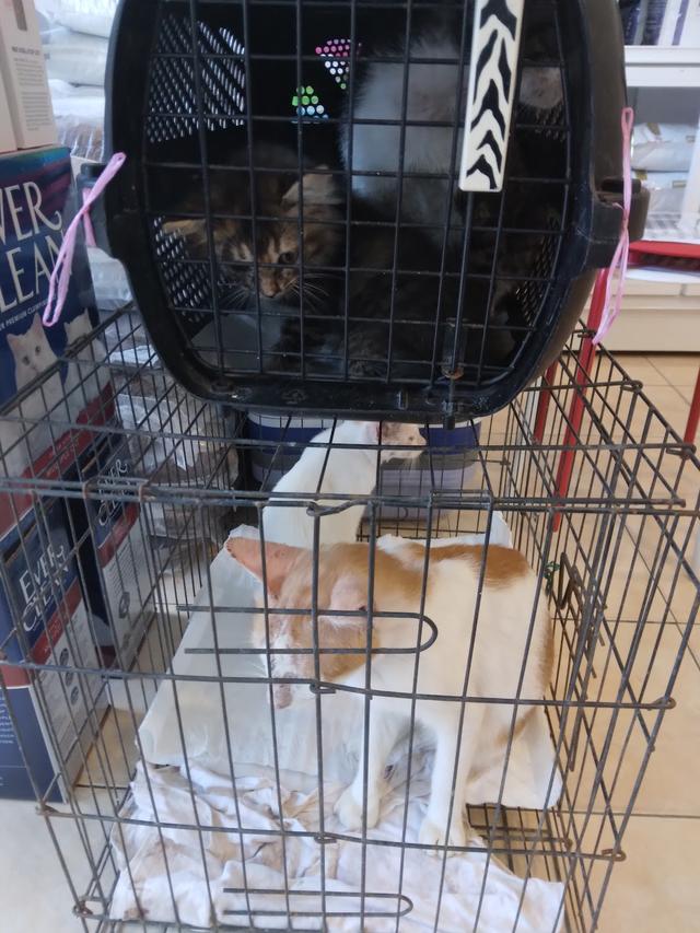 Photo of Damai Veterinary Clinic - Petaling Jaya, Selangor, Malaysia