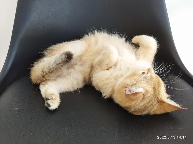 Photo of Dr Zawani Animal Clinic USJ Heights - Subang Jaya, Selangor, Malaysia