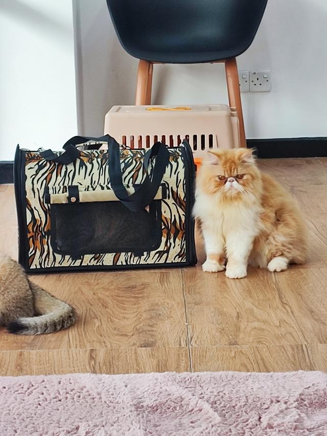 Photo of Dr Zawani Animal Clinic USJ Heights - Subang Jaya, Selangor, Malaysia