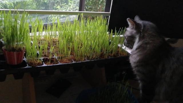Photo of Embun Cat Grass - Petaling Jaya, Selangor, Malaysia
