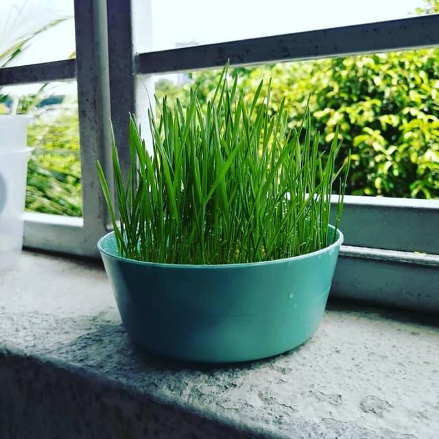 Photo of Embun Cat Grass - Petaling Jaya, Selangor, Malaysia