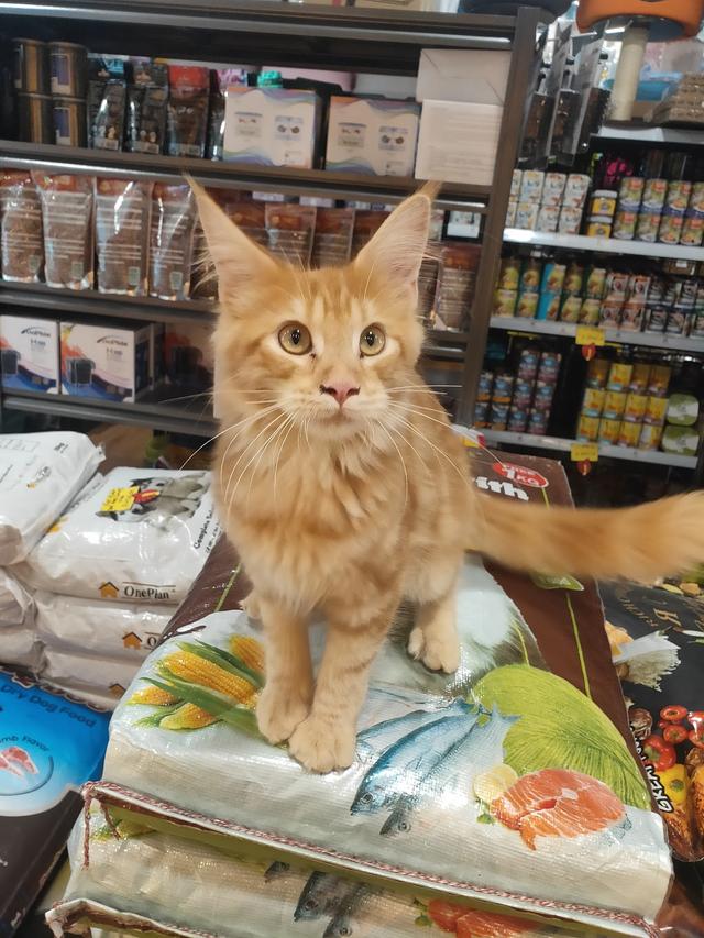 Photo of Fantasy Pets Studio - Bayan Lepas, Penang, Malaysia