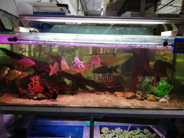 Photo of Funta World Aquatic & Pets - Bayan Lepas, Penang, Malaysia