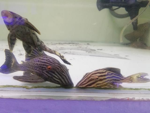 Photo of Funta World Aquatic & Pets - Bayan Lepas, Penang, Malaysia