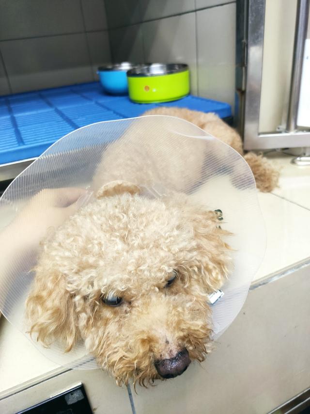 Photo of Gasing Veterinary Hospital - Petaling Jaya, Selangor, Malaysia