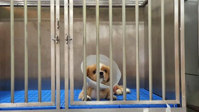 Photo of Gasing Veterinary Hospital - Petaling Jaya, Selangor, Malaysia