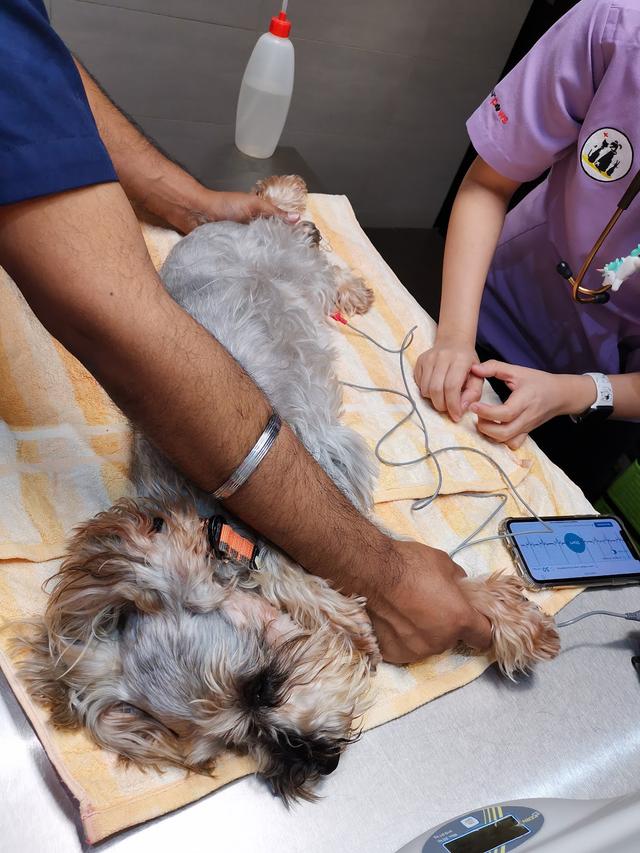 Photo of Hand N Paws Veterinary Clinic & Pet Center - Petaling Jaya, Selangor, Malaysia