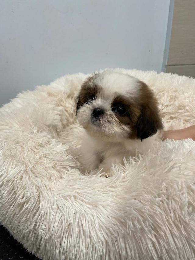 Photo of Happy Tail Wonderland - Petaling Jaya, Selangor, Malaysia